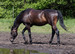 Joachim