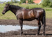 Seabiscuit