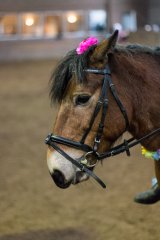 Ringridning_20170226__MG_3784.jpg