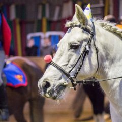 Ringridning_20170226__MG_3950.jpg